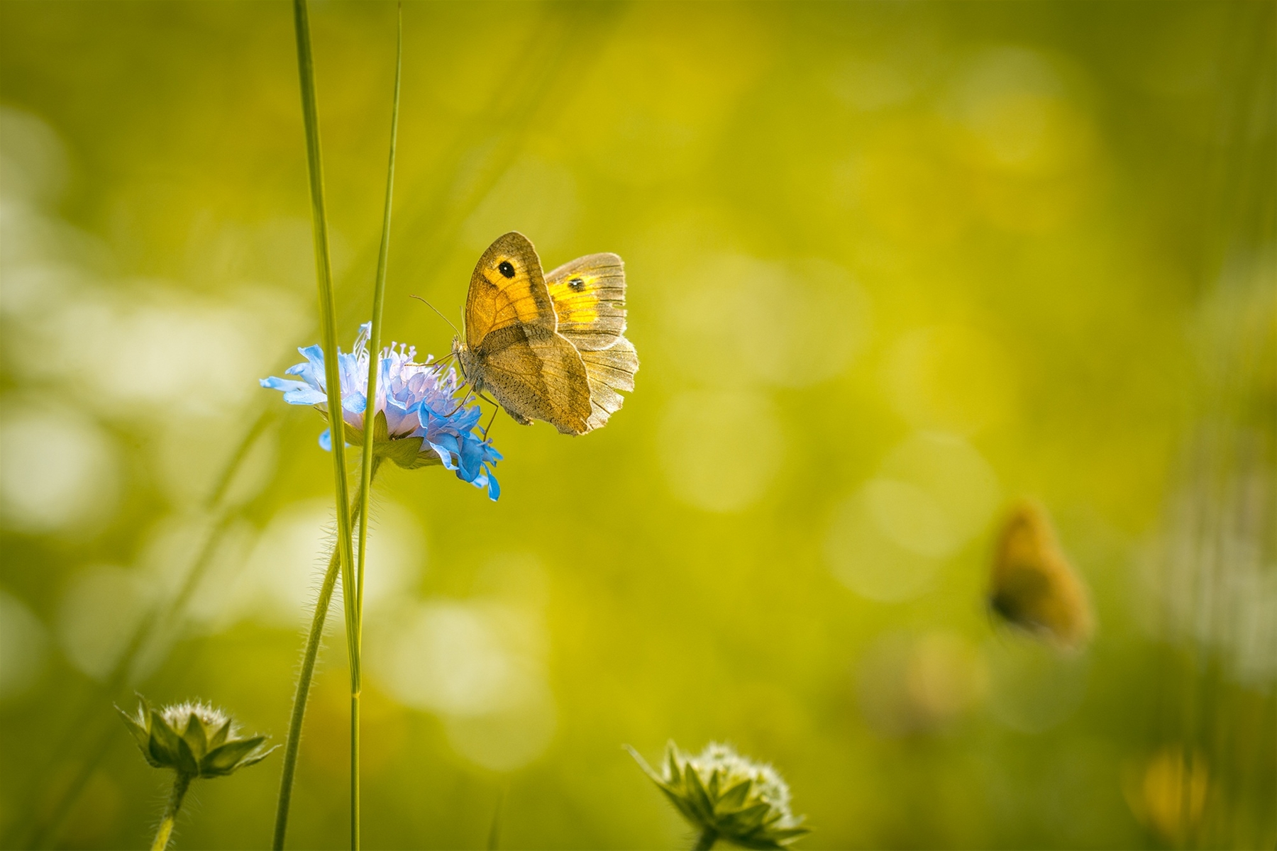 foto van een vlinder in de watertuin